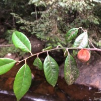 Diospyros hirsuta L.f.